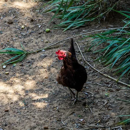 Oleandro - La Fattoria